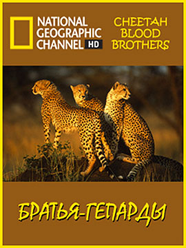 http://hostel.nstu.ru/films/Posters/1000668.jpg