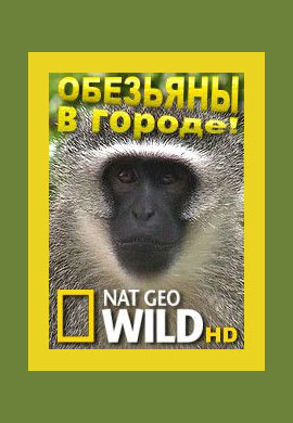 http://hostel.nstu.ru/films/Posters/23029865.jpg