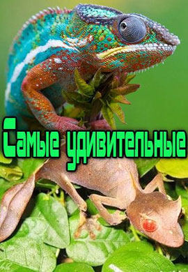 http://hostel.nstu.ru/films/Posters/29481307.jpg