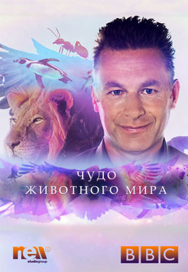 http://hostel.nstu.ru/films/Posters/36570618.jpg