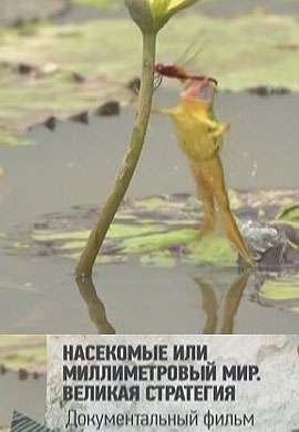 http://hostel.nstu.ru/films/Posters/48819937.jpg