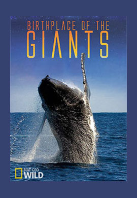 http://hostel.nstu.ru/films/Posters/51387201.jpg