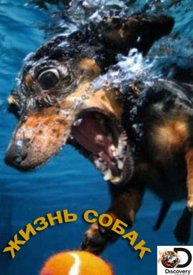 http://hostel.nstu.ru/films/Posters/73037317.jpg