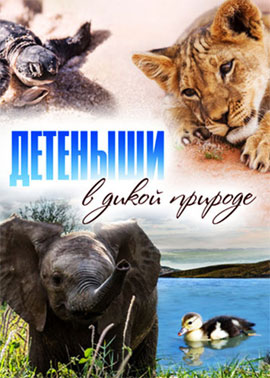 http://hostel.nstu.ru/films/Posters/73050827.jpg